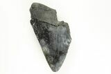 Partial Megalodon Tooth - Sharply Serrated #194084-1